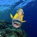 triggerfish_titan_bro_b_ni_v_0633_egy1108.jpg